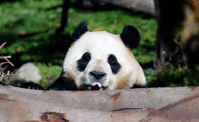 大熊猫“福宝”2025年首次对外展出