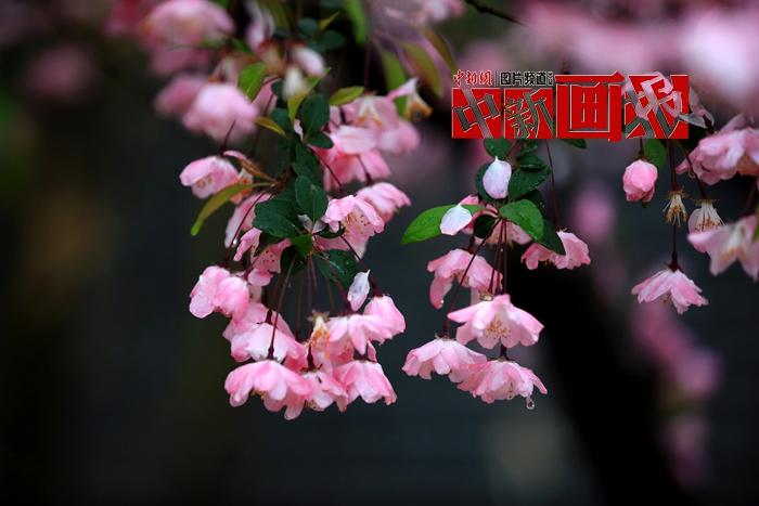 谷雨时节 细雨绵绵中遇见暮春之美