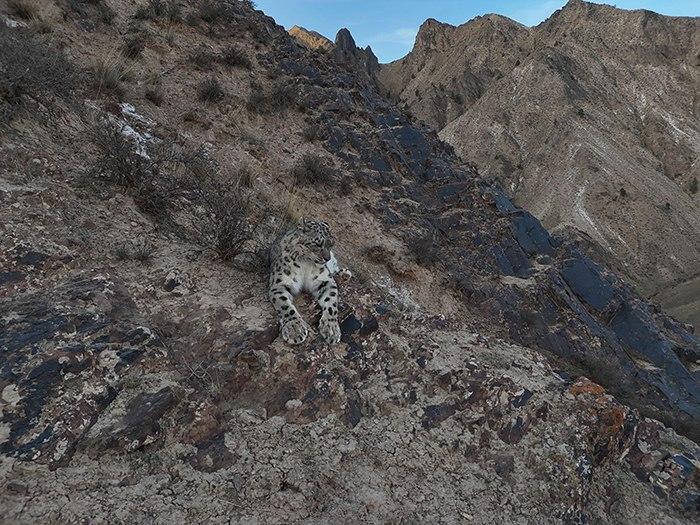 无人机记录雪豹休憩影像