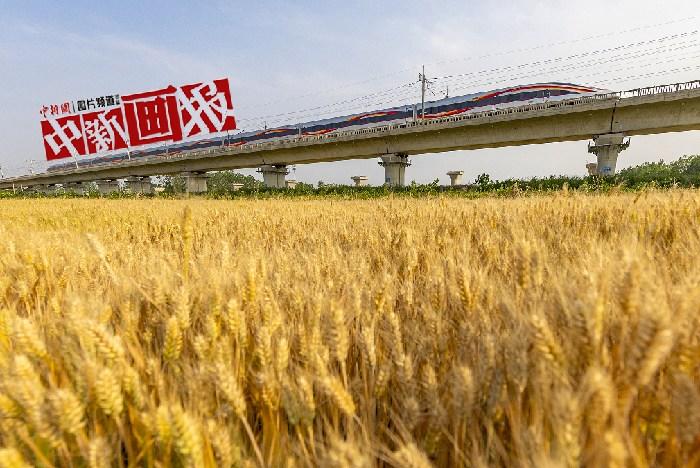 三夏已至农事忙 田野“麦”向丰收好时光