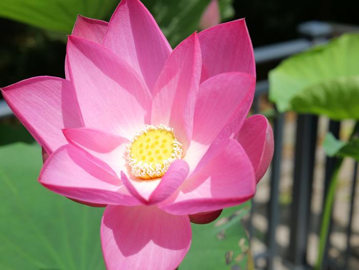 丽水千年古莲绽放 宋代“活文物”焕生机