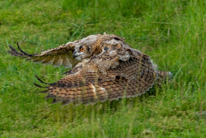 呼伦贝尔草原现稀有鸟类雕鸮