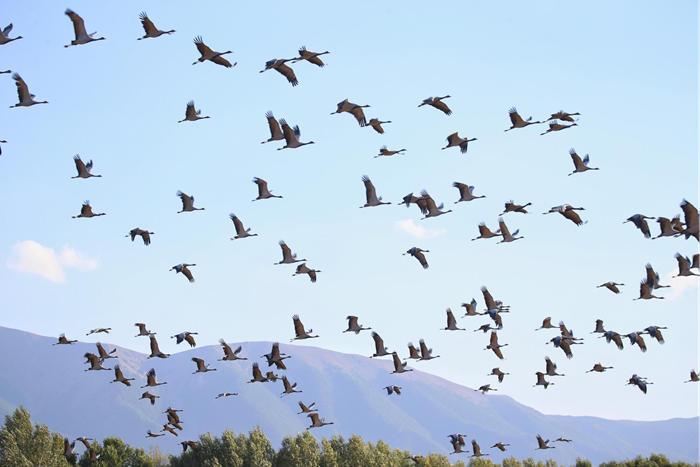 新疆巴里坤草原迎来成群迁徙候鸟