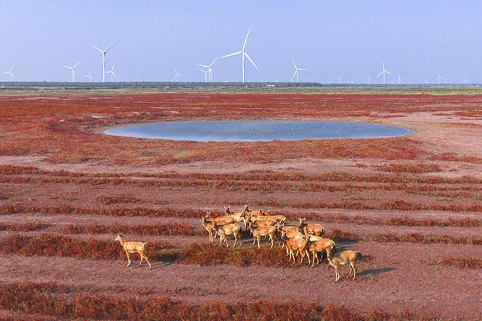 江苏东台湿地 麋鹿“红地毯”走秀