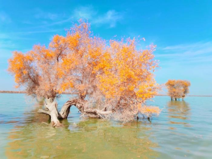 新疆沙雅县胡杨林进入最佳观赏期