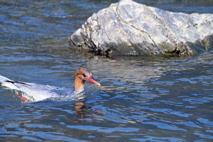 “鸟中大熊猫”中华秋沙鸭返闽北越冬
