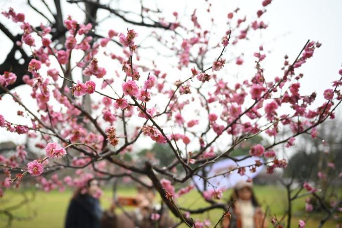 南京600多岁“明梅”花开正盛