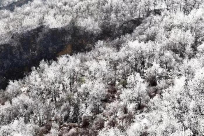 黄土高原雪后现雾凇景观 美不胜收