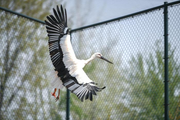 天津完成中国首例东方白鹳机械假肢安装