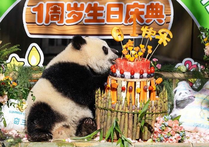大熊猫“奇颖”举办一周岁生日会