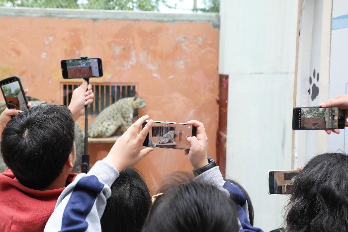 西宁野生动物园高原“大猫”吸引游客参观