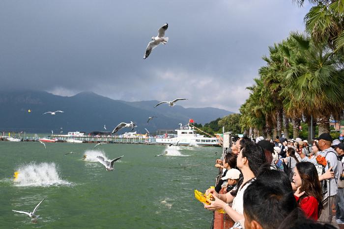 越冬红嘴鸥“先头部队”抵达昆明滇池