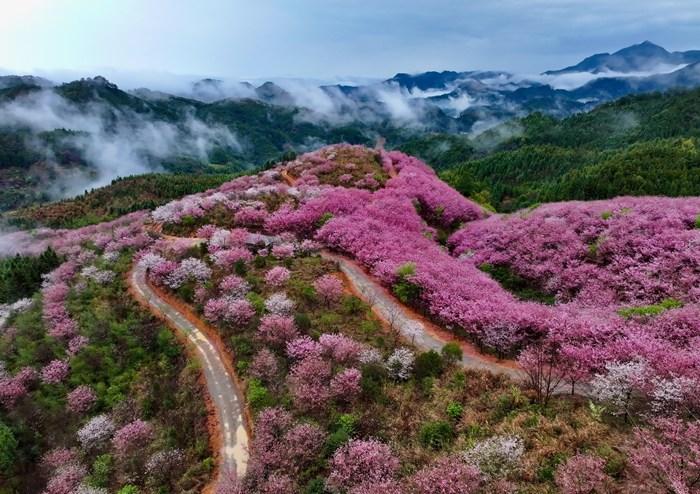 福建大田樱花绽放美不胜收