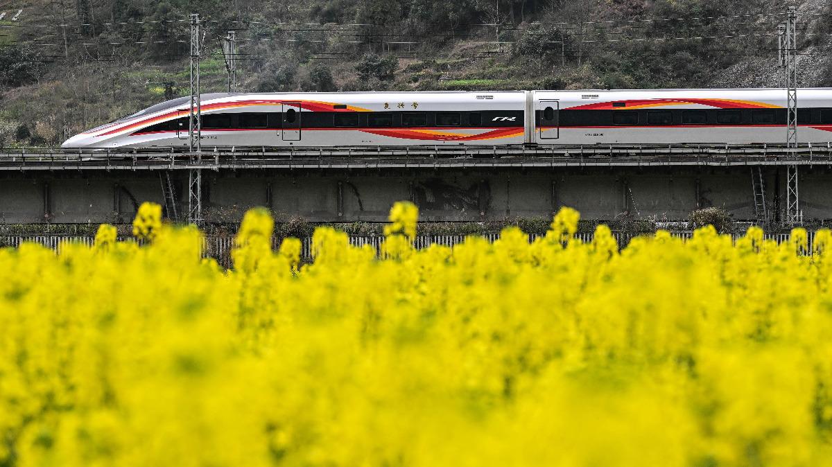 动车组列车驶过贵州遵义油菜花田