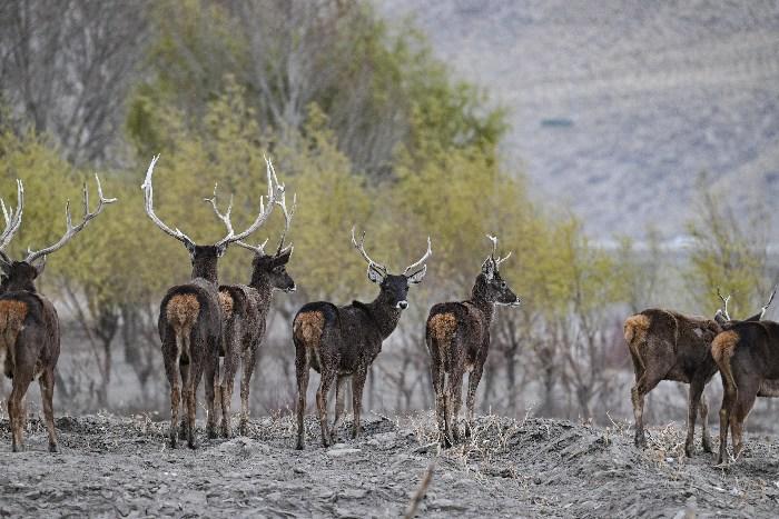 西藏山南白唇鹿江畔漫步