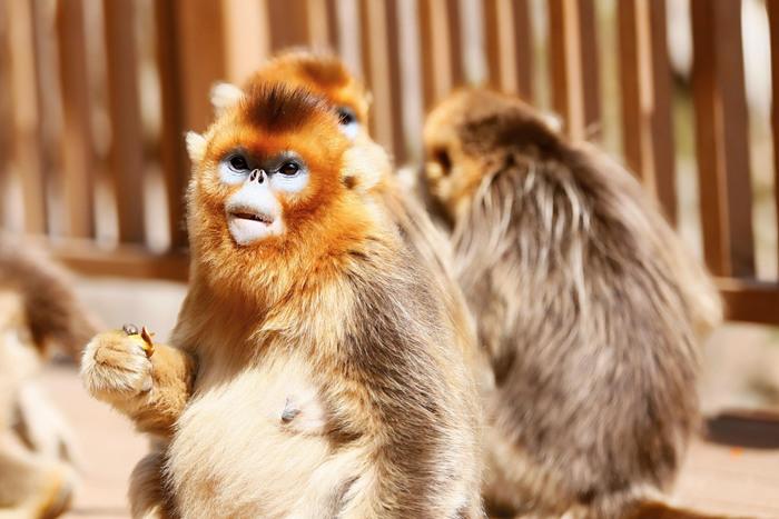 川金丝猴家族添“萌娃” 山林嬉戏萌趣多