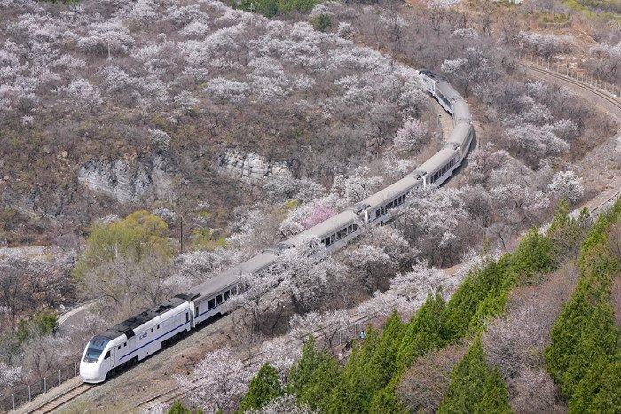 “开往春天的列车” 北京市郊列车穿行居庸关花海