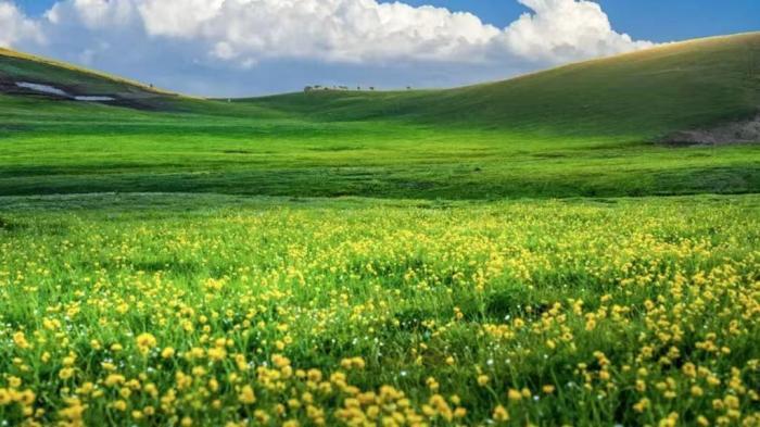 新疆吐尔加辽草原：山花竞烂漫 芳草绿无垠