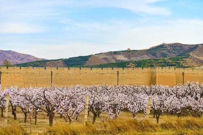 山西朔州：长城脚下杏花烂漫