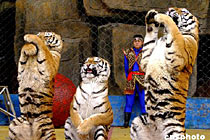 �ϻ�ʨ����Ҿ����